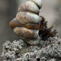 Slipper Limpet